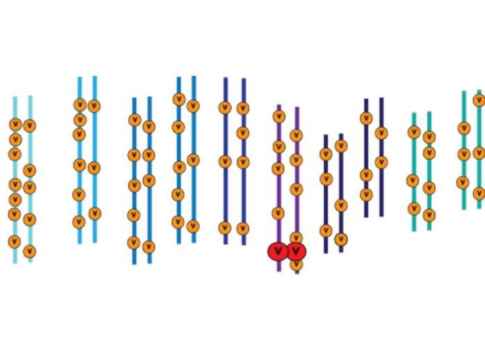 Chromosomes illustration