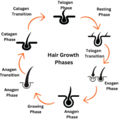 hair-Growth-Phases