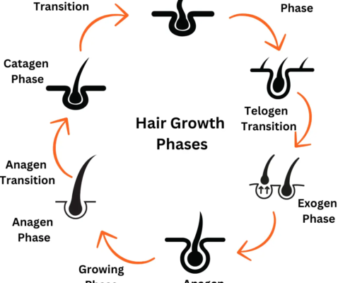 hair-Growth-Phases